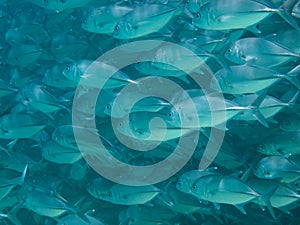 Huge school of jackfish