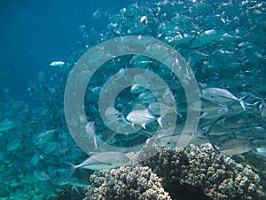 Huge school of jackfish