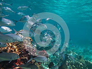 Huge school of jackfish