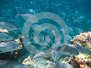 Huge school of jackfish photo