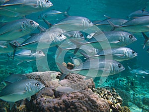 Huge school of jackfish