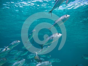 Huge school of jackfish
