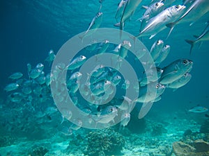 Huge school of jackfish