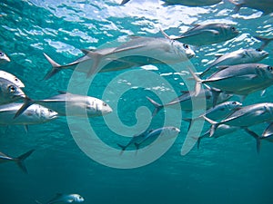 Huge school of jackfish photo