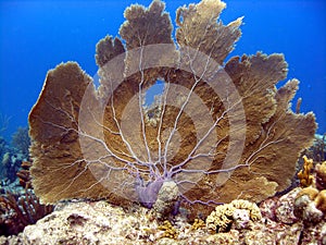 Huge Sea Fan