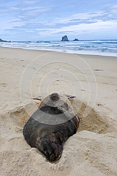 Huge sea lion hibernate on New Zealand sandy beach