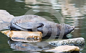 Huge sea lion male on the rock