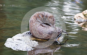 Huge sea lion male on the rock