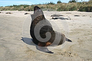 Huge sea lion yawning