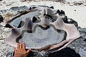 Huge sea shells used for salt production, Sawu island, Indonesia