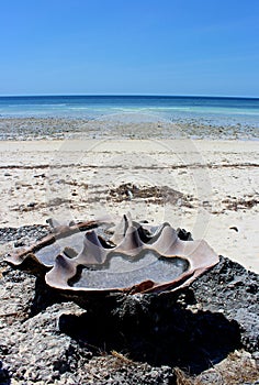 Huge sea shells used for salt production, Sawu island, Indonesia