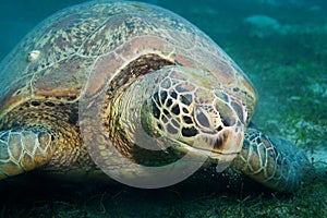 Huge sea turtle eat seaweed