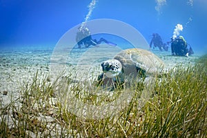 Huge sea turtle at the sea bed of grass with scuba divers.