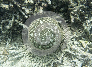 Huge seastar in the sea of Togian islands,