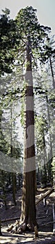 Huge Sequia tree large the Sequia National Park, California photo