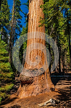 Huge sequoia tree in the Sequoia National park.