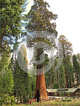 The huge Sequoia trees compared with a house