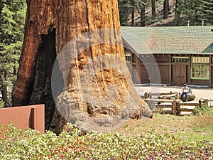 The huge Sequoia trees compared with a house man is not recognizable