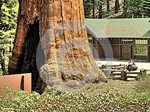 The huge Sequoia trees compared with a house man is not recognizable