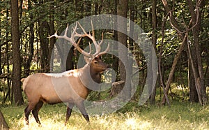 Huge Seven By Seven Bull Elk