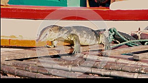 A huge Ð°sian water monitor, Voranus Salvator, Dragon water, lizard eating fresh fish on the pier near the boat.