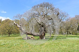 A huge side branch from an old tree is supported by timbers to stop it breaking off completely