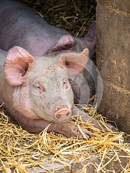 Huge sleepy pig in a barn