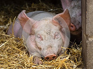 Huge sleepy pig in a barn
