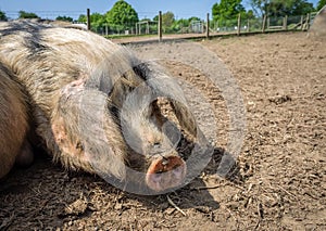 Huge sleepy pig laying on the ground