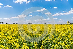 Obrovské slovenské, pole řepky, osázené na biopalivo