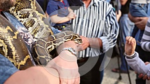 Huge snake Python at the hands of man