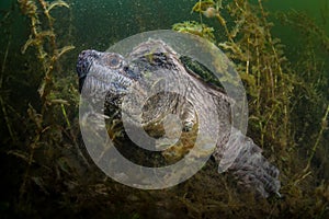 Huge Snapping Turtle in Dark Pond