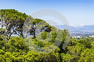 Huge South African trees with Cape Town panorama, Kirstenbosch