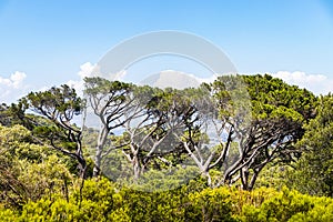 Huge South African trees in Kirstenbosch Botanical Garden, Cape Town