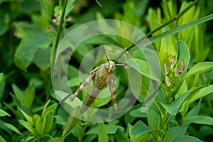 Huge Spanish grasshopper closeup on the bush photo