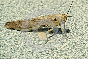 The Huge Spanish grasshopper closeup gray background1 photo