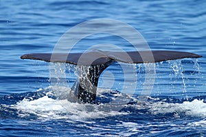 Huge sperm whale diving