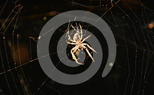 Huge spider background