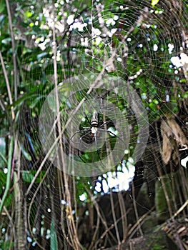 A huge spider in Bali, a safari in Bali