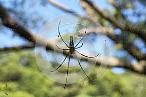 Huge spider in Lamma island