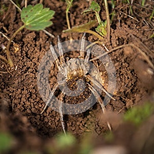 Huge spider with offspring on soil in closeup