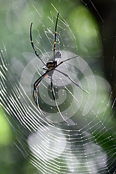 A huge spider resting in his net