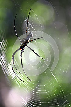 A huge spider resting in his net