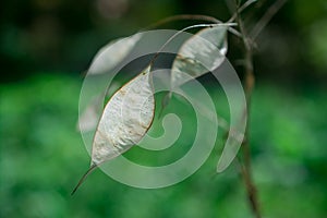 huge spring flowers bud with leave