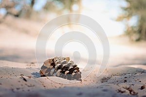 Huge spruce pine cones close-up. Copy space