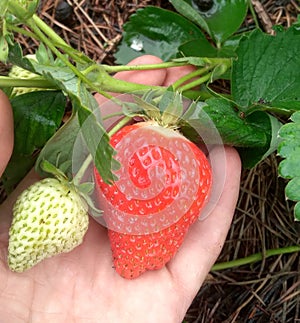 A huge strawberry grew in the garden