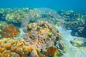 Huge striped brown colorful tridacna clams and sea urchins on the coral reef underwater tropical exotic world.