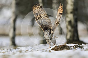 A huge, strong, blonde owl with huge orange eyes flying directly to the photographer on a white snowy trees background.