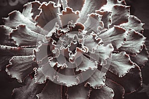 Huge succulent rosette with thin funny leaves, top view. A single light brown echeveria plant, close-up. Succulent for