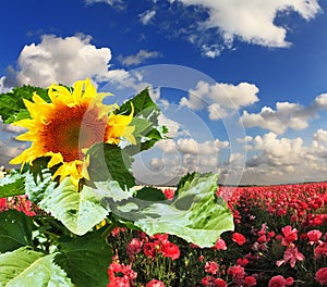 Huge sunflower blooming in a field